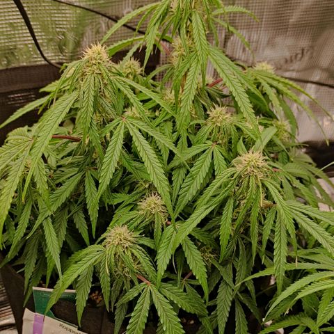 3 growlog photo: 18:00 Uhr