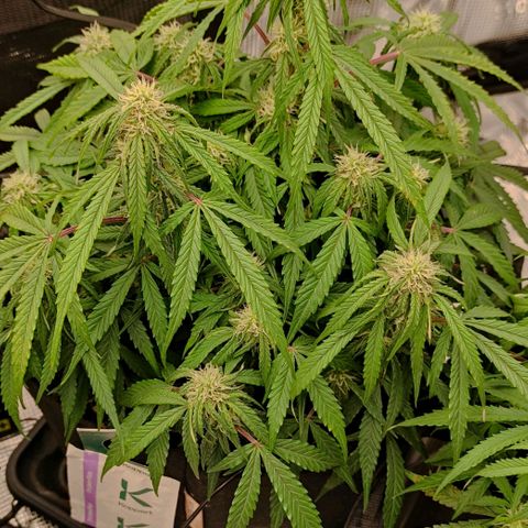 3 growlog photo: 18:00 Uhr