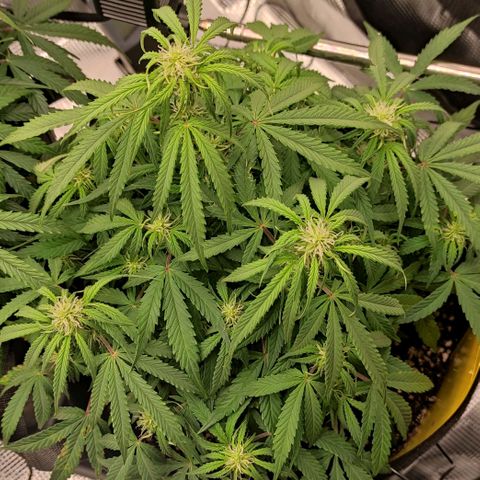 6 growlog timeline photo