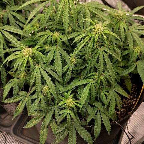 6 growlog photo: 18:00 Uhr