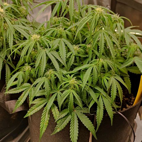 6 growlog photo: 18:00 Uhr