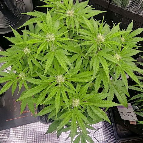 North Thunderfuck Auto RQS growlog timeline photo