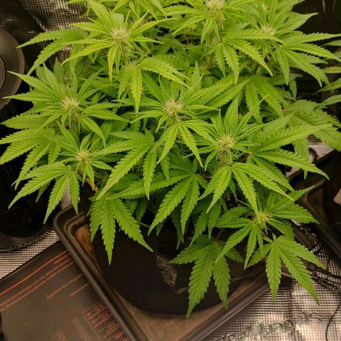 North Thunderfuck Auto RQS growlog photo: 18:00 Uhr
