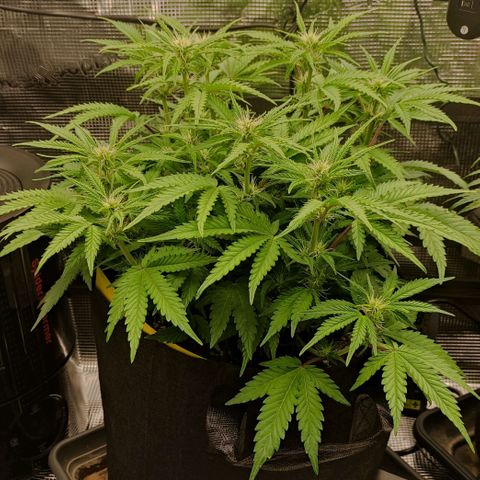 North Thunderfuck Auto RQS growlog photo: 18:00 Uhr
