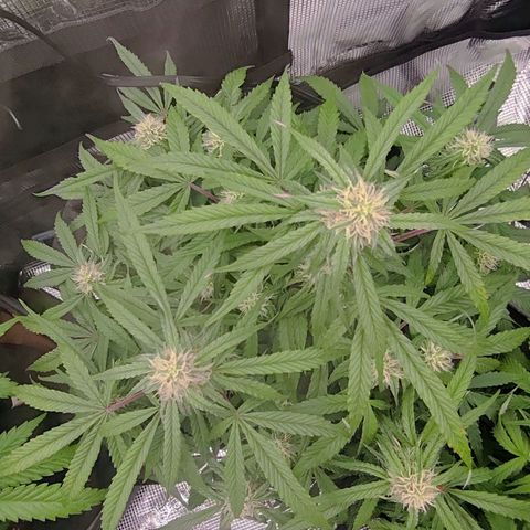 3 growlog timeline photo
