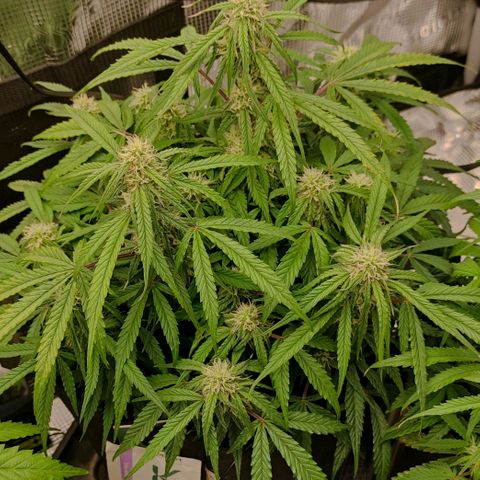 3 growlog photo: 18:00 Uhr