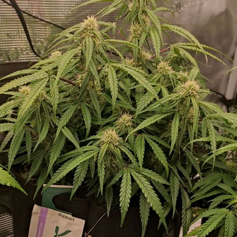 3 growlog photo: 18:00 Uhr