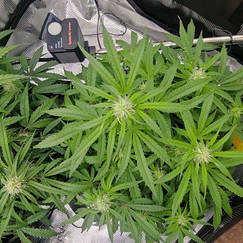 6 growlog timeline photo