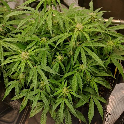 6 growlog photo: 18:00 Uhr