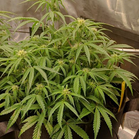 6 growlog photo: 18:00 Uhr