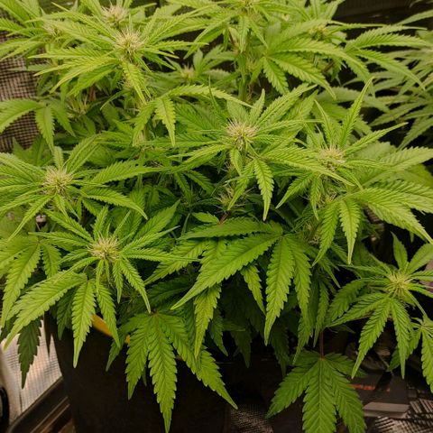 North Thunderfuck Auto RQS growlog photo: 16:00
