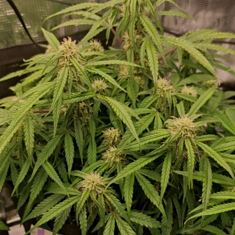 3 growlog photo: 16:00