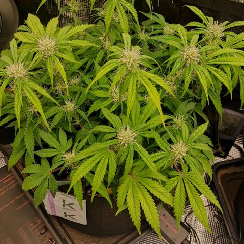 North Thunderfuck Auto RQS growlog timeline photo