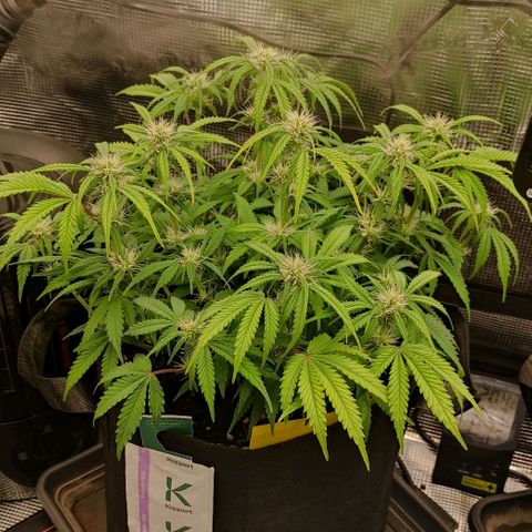 North Thunderfuck Auto RQS growlog photo: 17:30