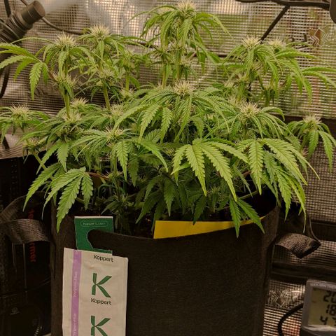 North Thunderfuck Auto RQS growlog photo: 17:30