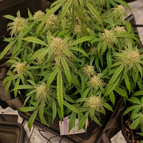 3 growlog timeline photo