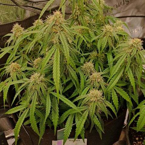 3 growlog photo: 17:30