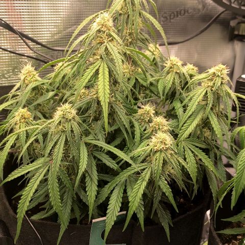 3 growlog photo: 17:30