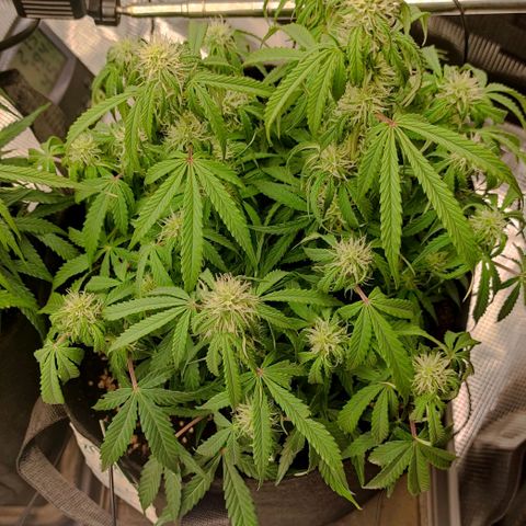 6 growlog timeline photo