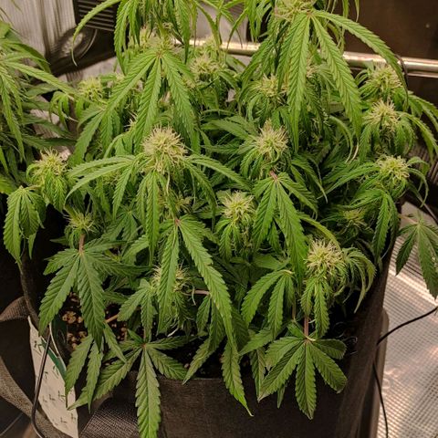 6 growlog photo: 17:30