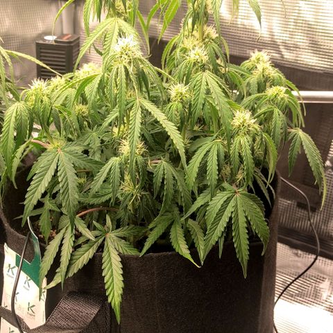6 growlog photo: 17:30