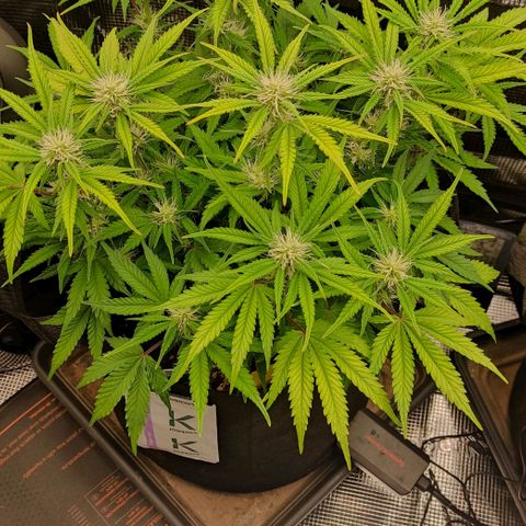 North Thunderfuck Auto RQS growlog timeline photo