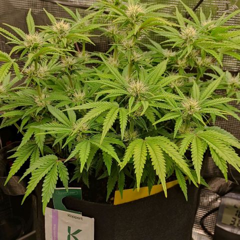 North Thunderfuck Auto RQS growlog photo: 18:00
