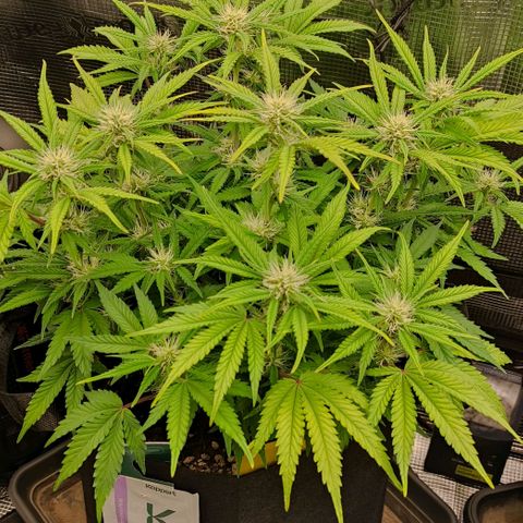 North Thunderfuck Auto RQS growlog photo: 18:00