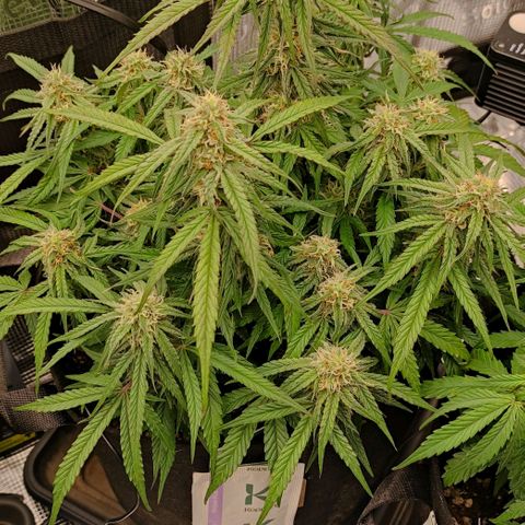 3 growlog timeline photo