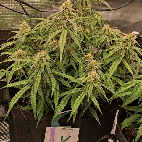 3 growlog photo: 18:00