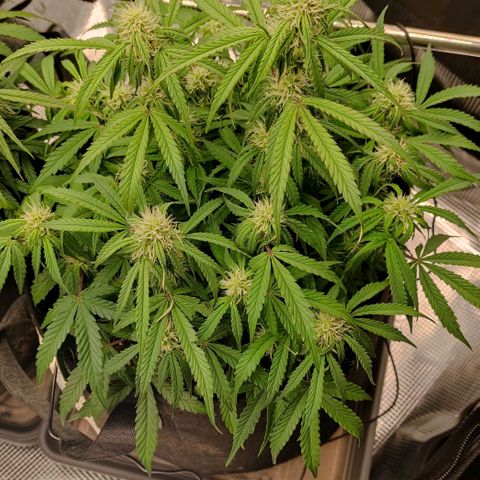 6 growlog timeline photo