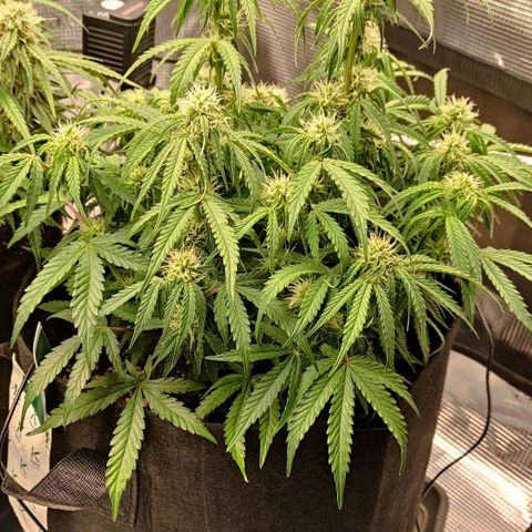 6 growlog photo: 18:00