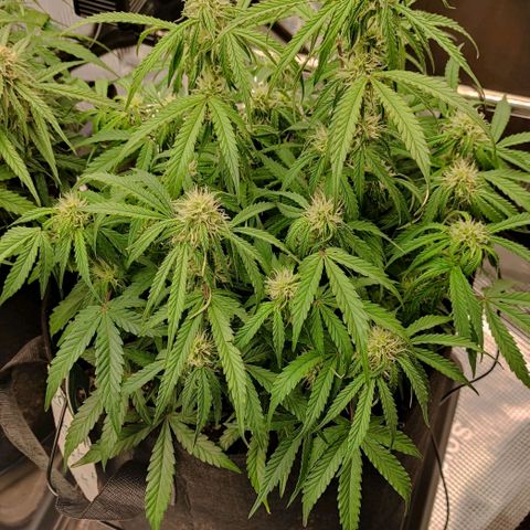 6 growlog photo: 18:00