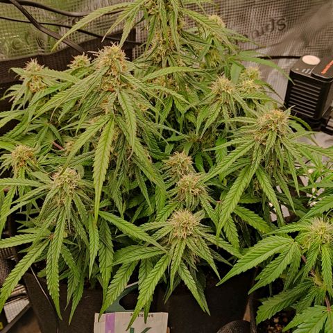 3 growlog photo: 18:00