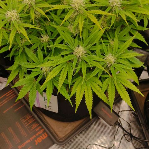 North Thunderfuck Auto RQS growlog timeline photo
