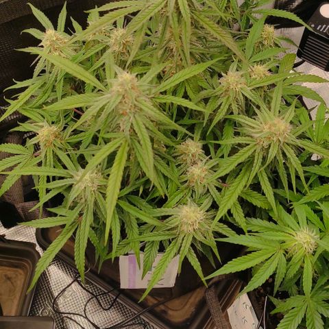 3 growlog timeline photo