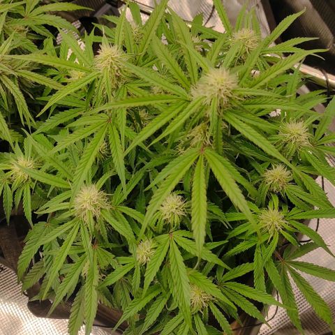 6 growlog timeline photo