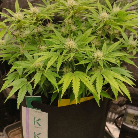 North Thunderfuck Auto RQS growlog photo: 18:00