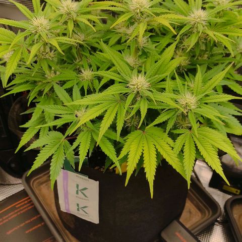 North Thunderfuck Auto RQS growlog photo: 18:00
