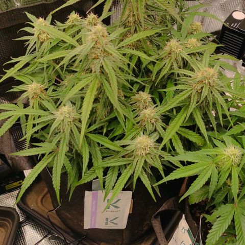3 growlog photo: 18:00