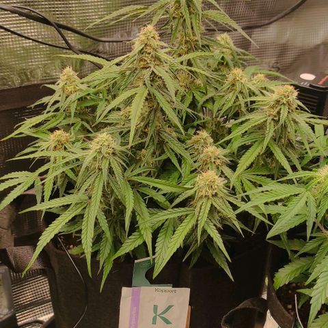3 growlog photo: 18:00