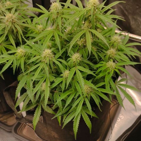 6 growlog photo: 18:00
