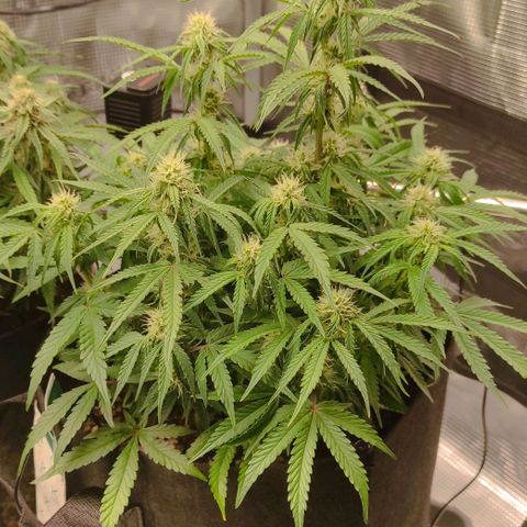 6 growlog photo: 18:00