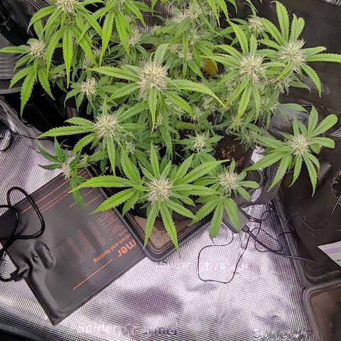 North Thunderfuck Auto RQS growlog timeline photo