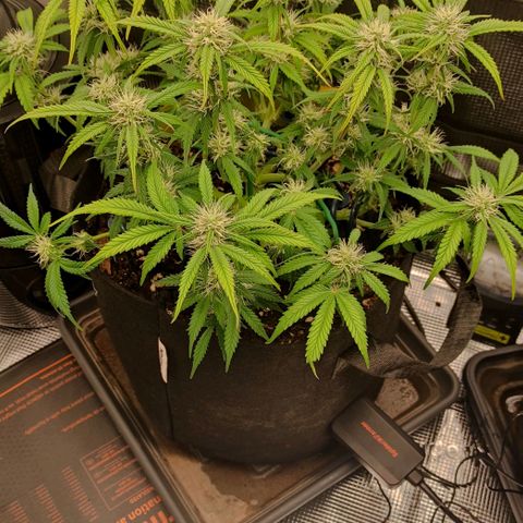 North Thunderfuck Auto RQS growlog photo: 17:30
