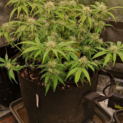 North Thunderfuck Auto RQS growlog photo: 17:30
