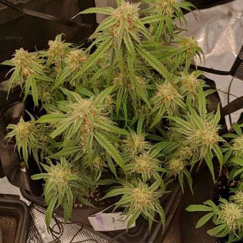 3 growlog timeline photo