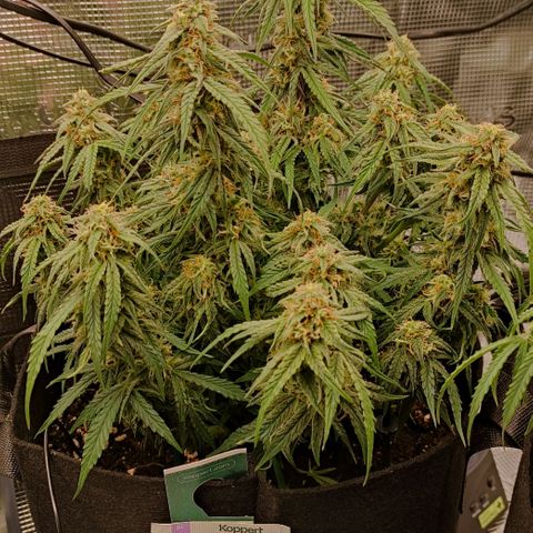 3 growlog photo: 17:30