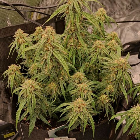 3 growlog photo: 17:30