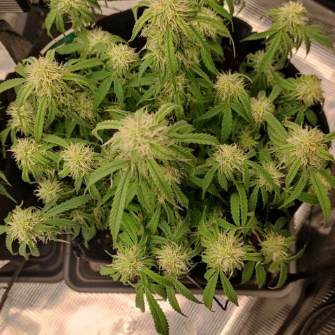 6 growlog timeline photo